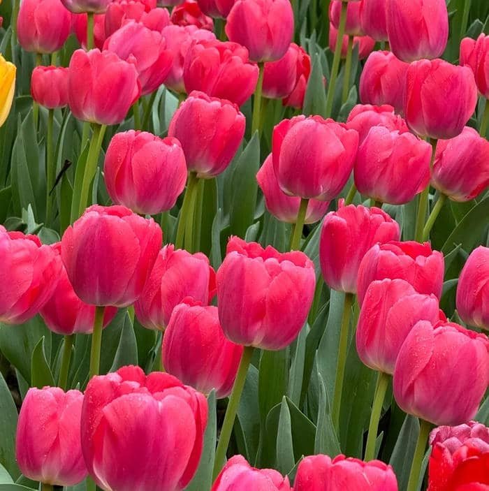 ảnh đại diện hoa tulip