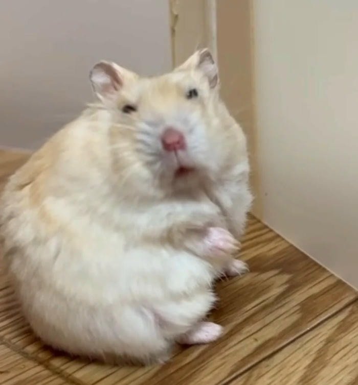 ảnh hamster chế