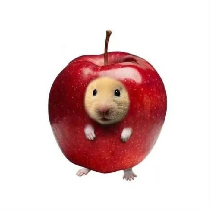 ảnh meme hamster đáng yêu