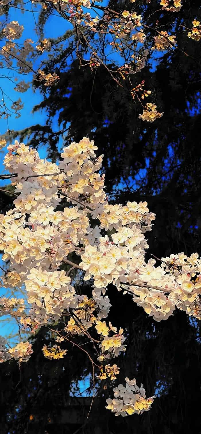 ảnh nền hoa anh đào dịu dàng