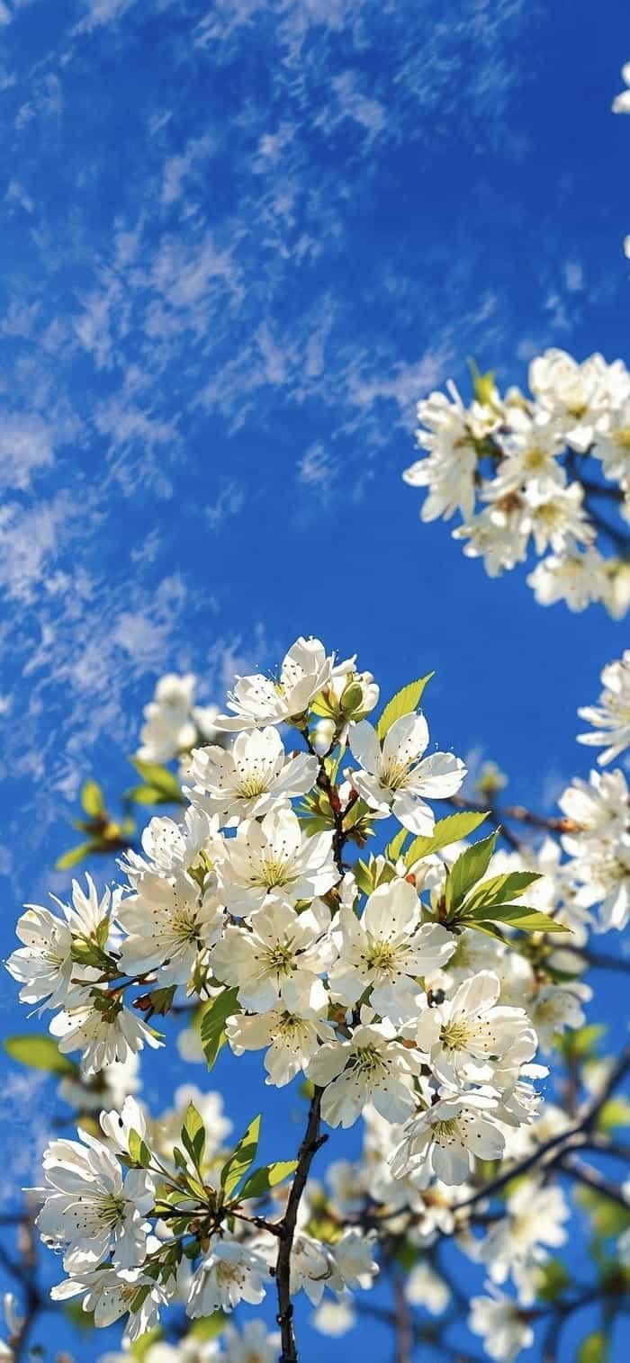 ảnh nền hoa anh đào nở rộ