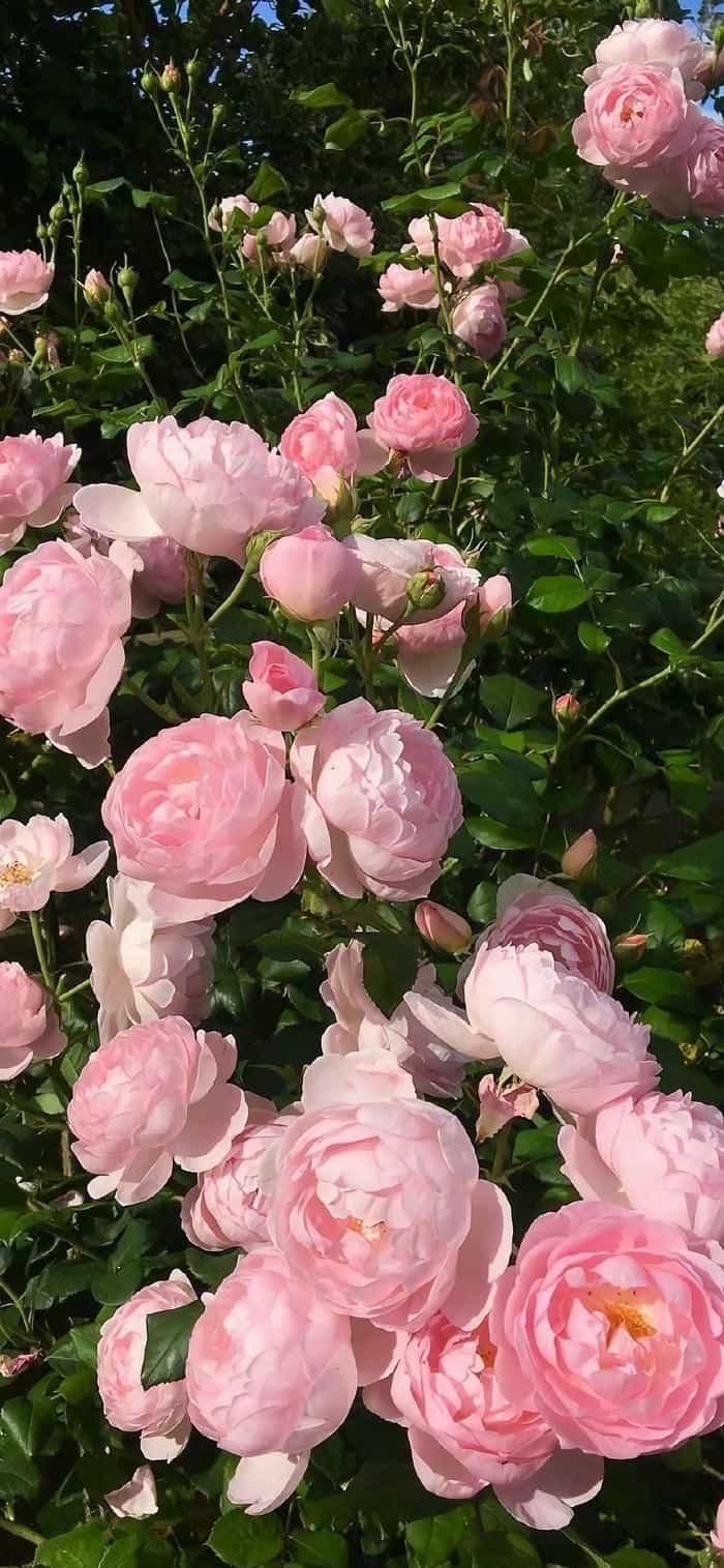 ảnh nền hoa hồng nhẹ nhàng