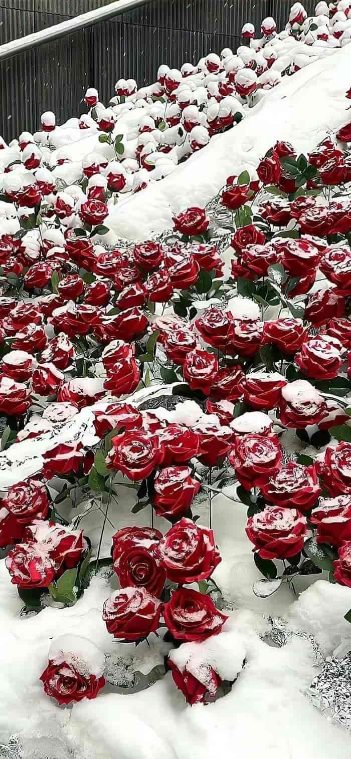 ảnh nền hoa hồng trong tuyết