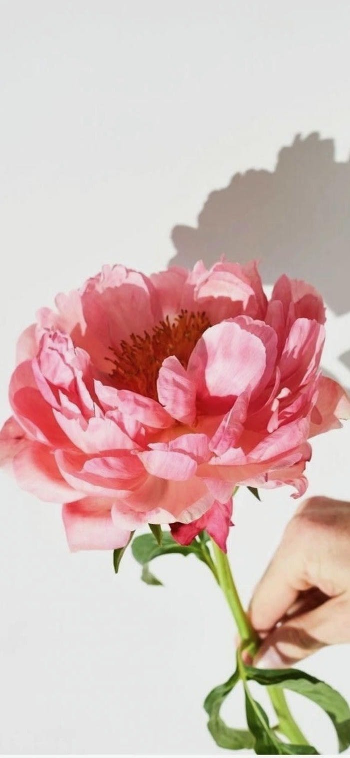 ảnh nền hoa mẫu đơn giản dị