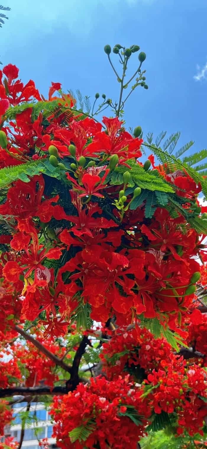 ảnh nền hoa phượng đẹp