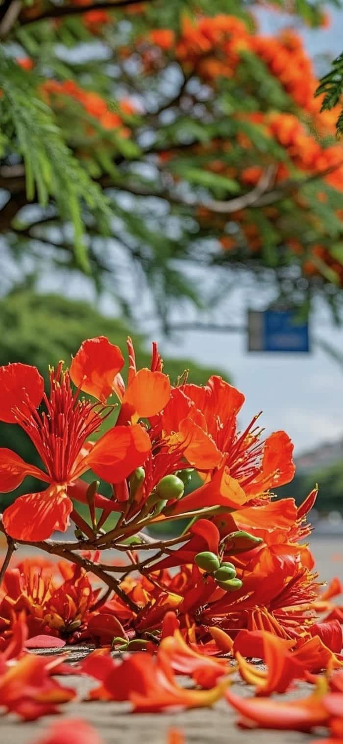 ảnh nền hoa phượng đỏ