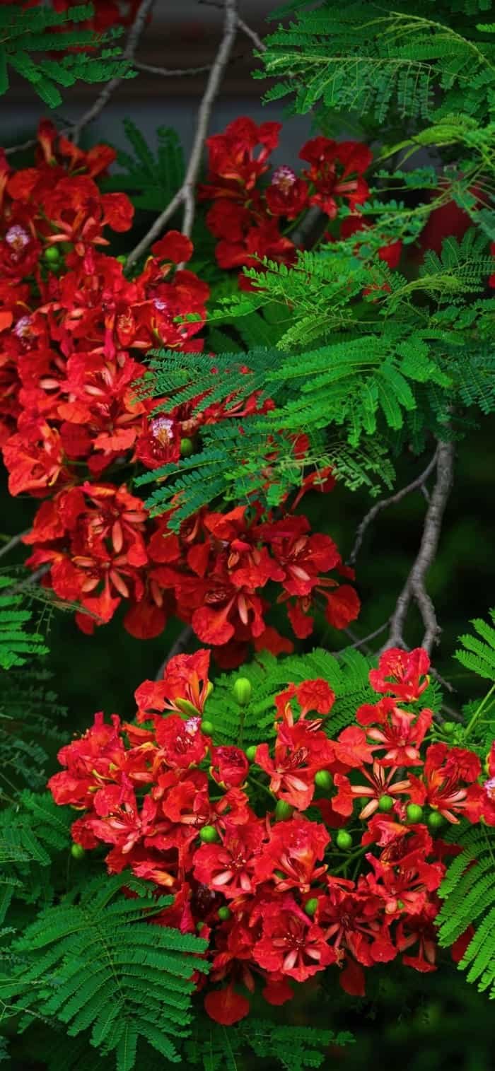 ảnh nền hoa phượng mùa hè