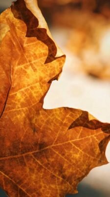 ảnh nền màu nâu pastel nghệ thuật