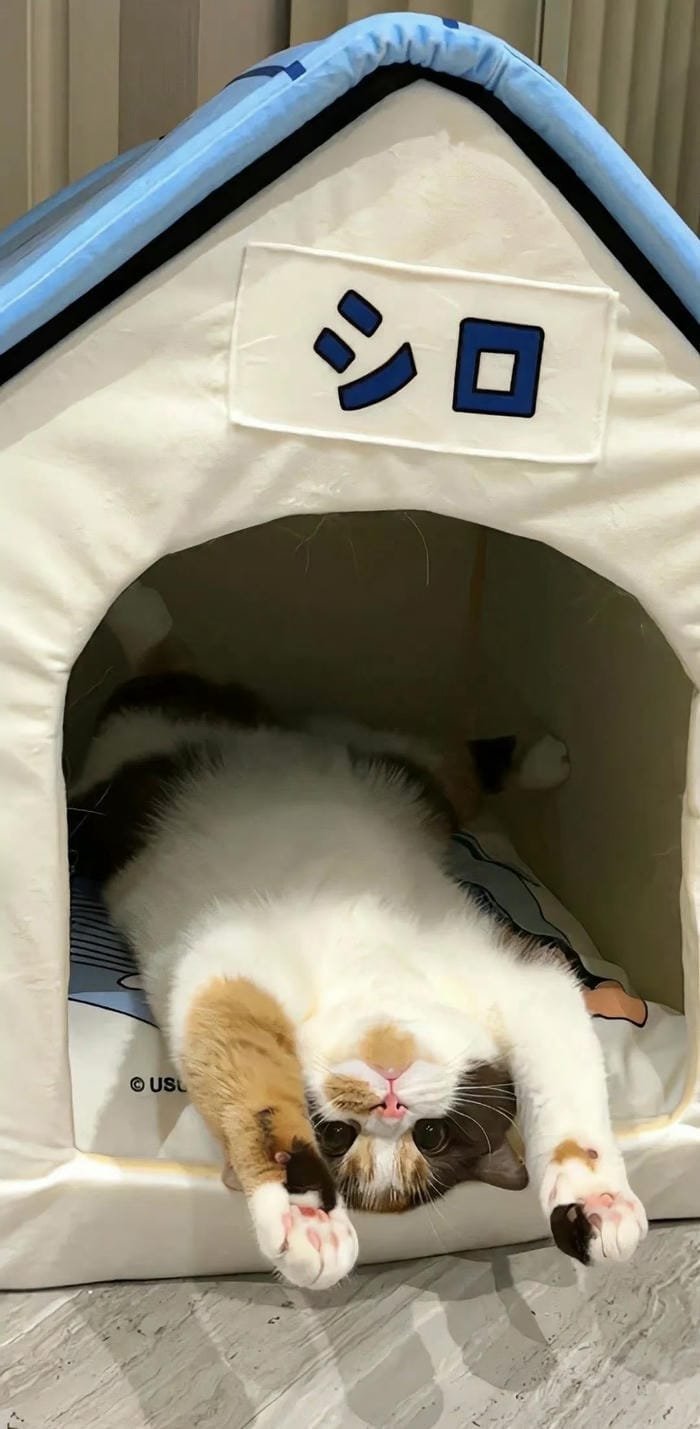 ảnh nền mèo lộn ngược