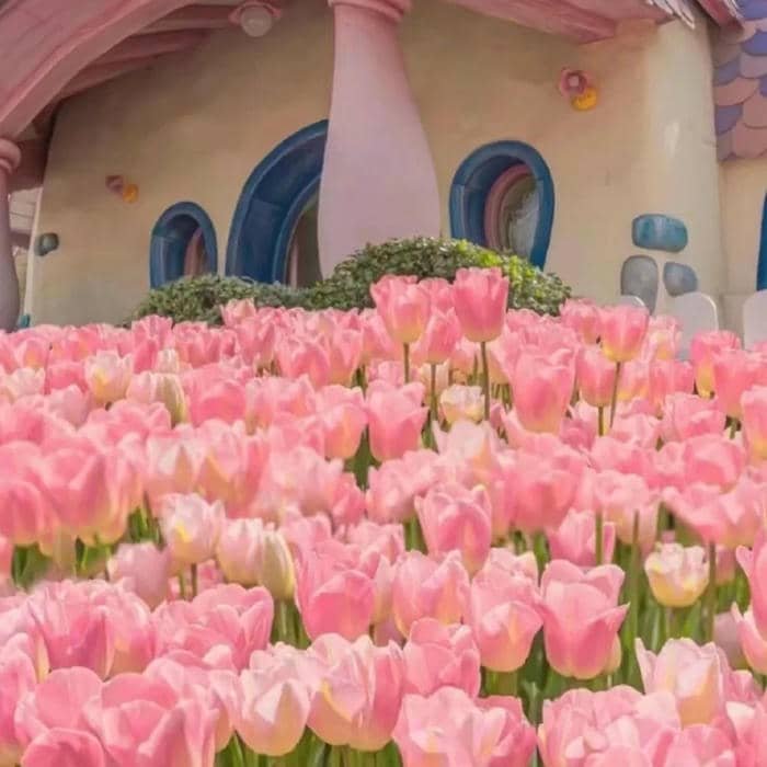 avatar bó hoa tulip