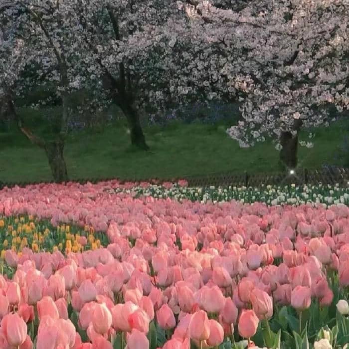 avatar bông hoa tulip