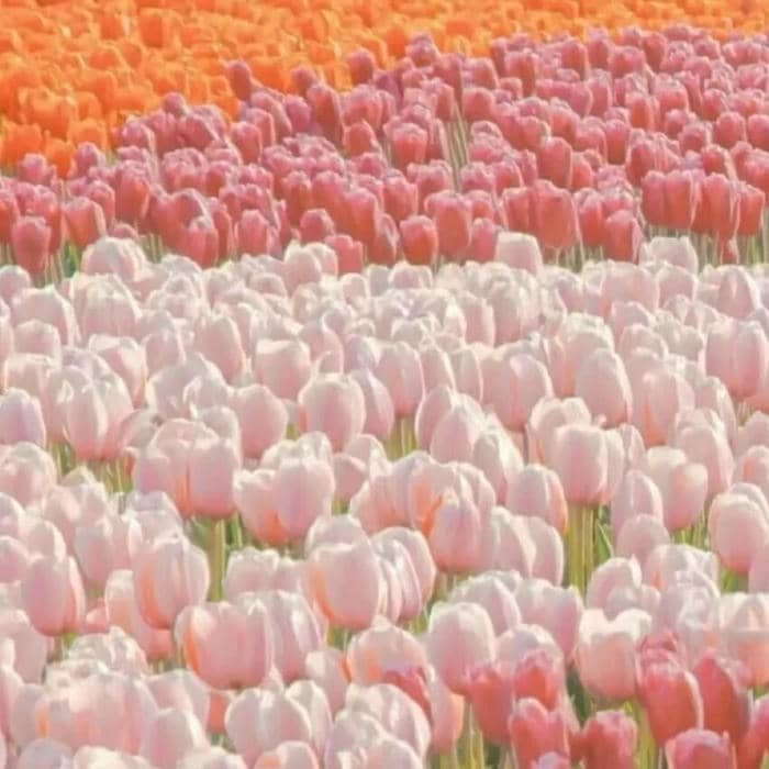 avatar hoa tulip 4k