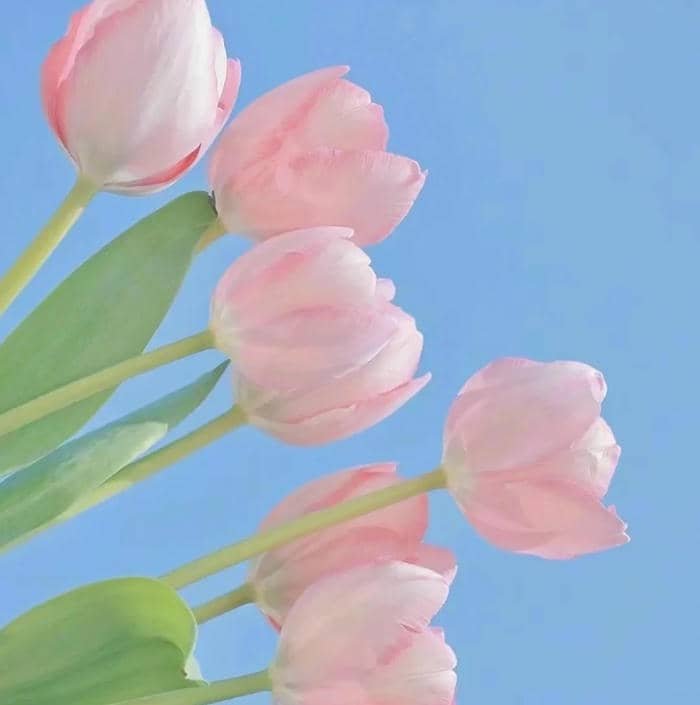 avatar hoa tulip hồng