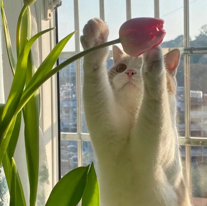 avatar hoa tulip mèo con