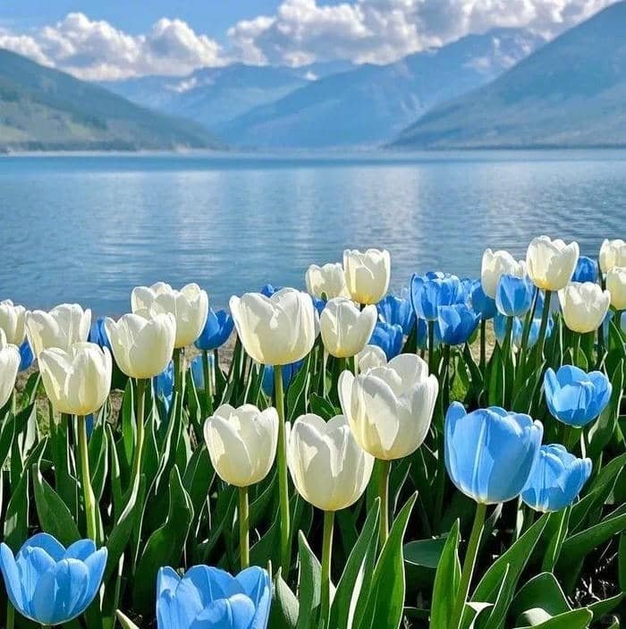 avatar hoa tulip nhẹ nhàng