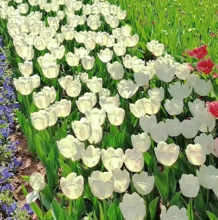 avatar hoa tulip trắng tinh khôi