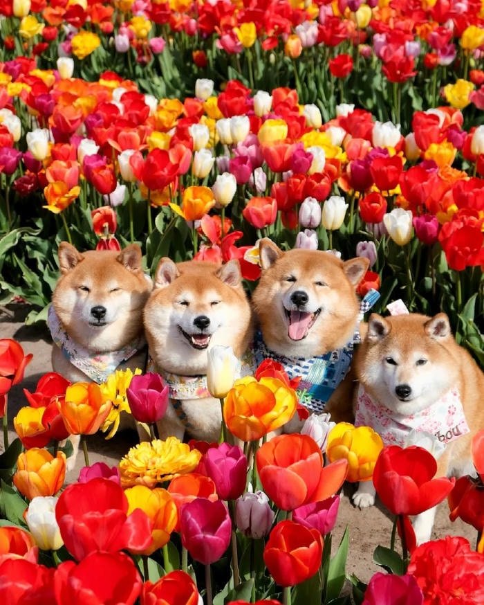 avatar nhóm 4 người