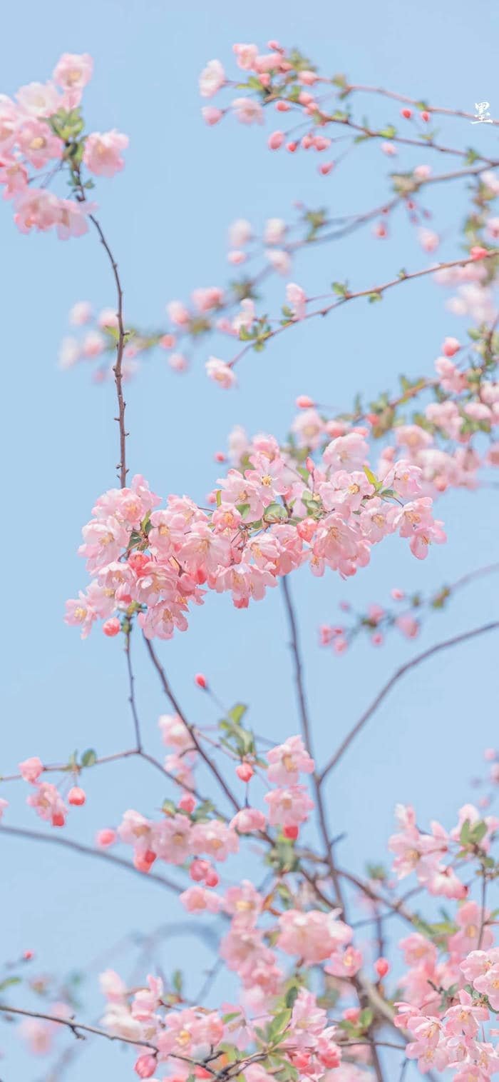 bộ sưu tập hình nền hoa anh đào hồng