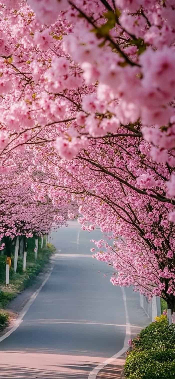 bộ sưu tập hình nền hoa anh đào lãng mạn