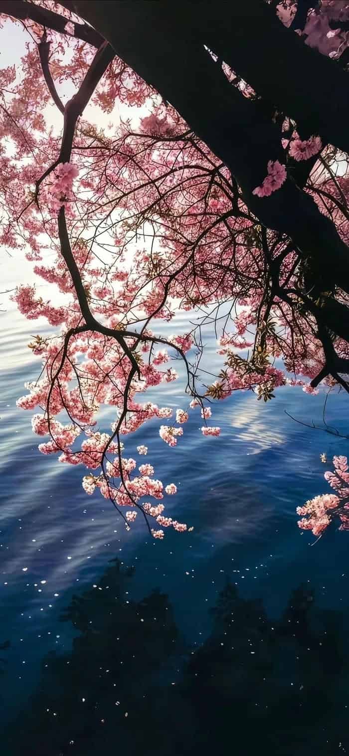 bộ sưu tập hình nền hoa anh đào phong cảnh