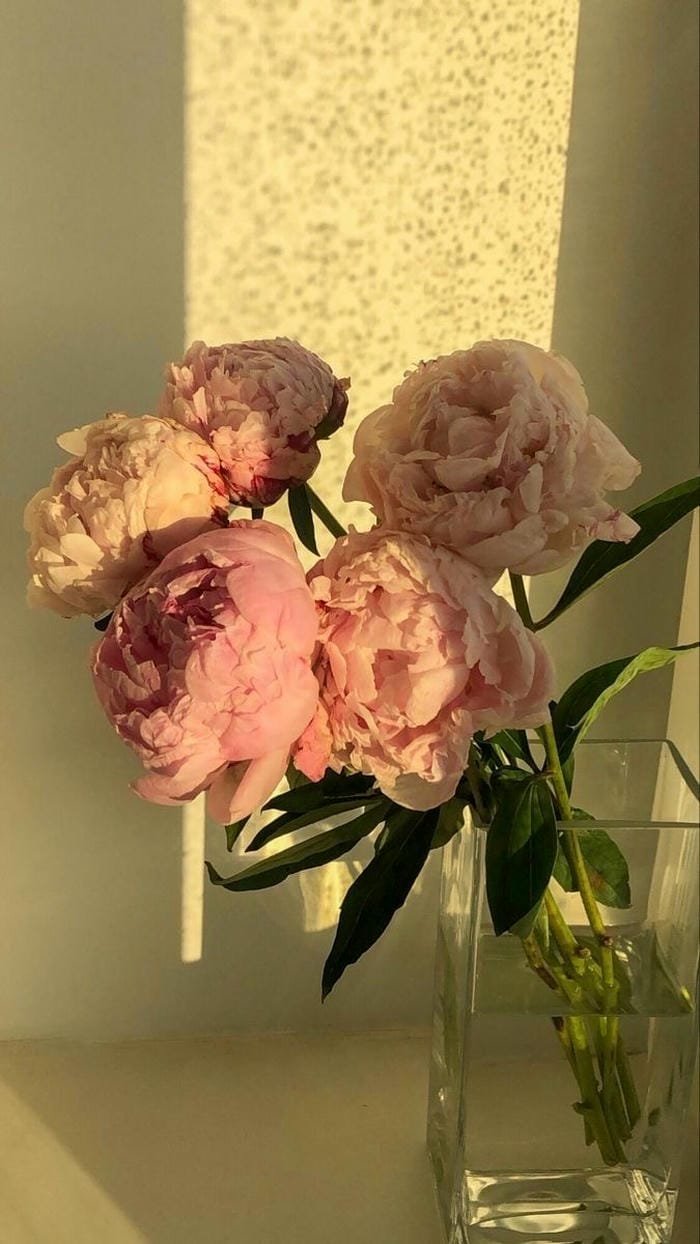 bộ sưu tập hình nền hoa mẫu đơn buổi chiều vàng