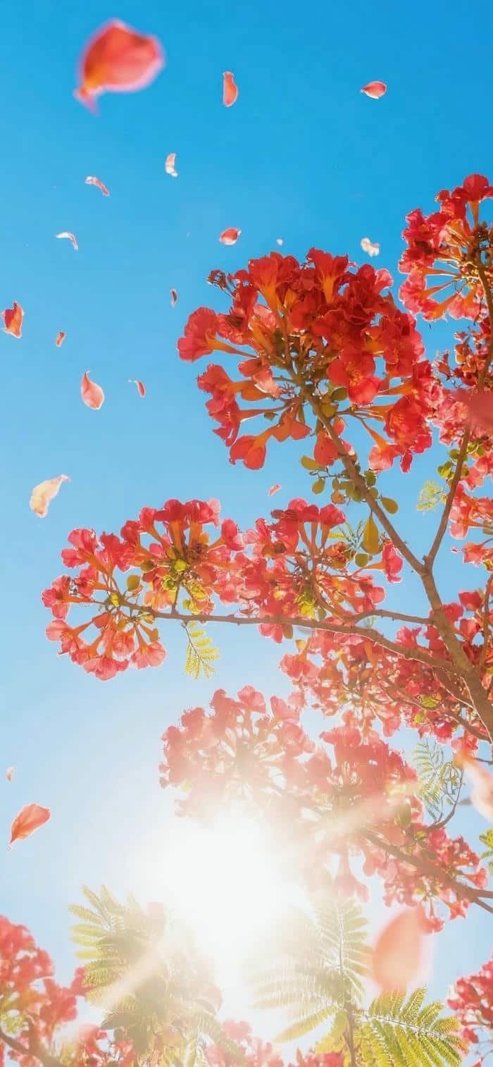 bộ sưu tập hình nền hoa phượng buổi sáng