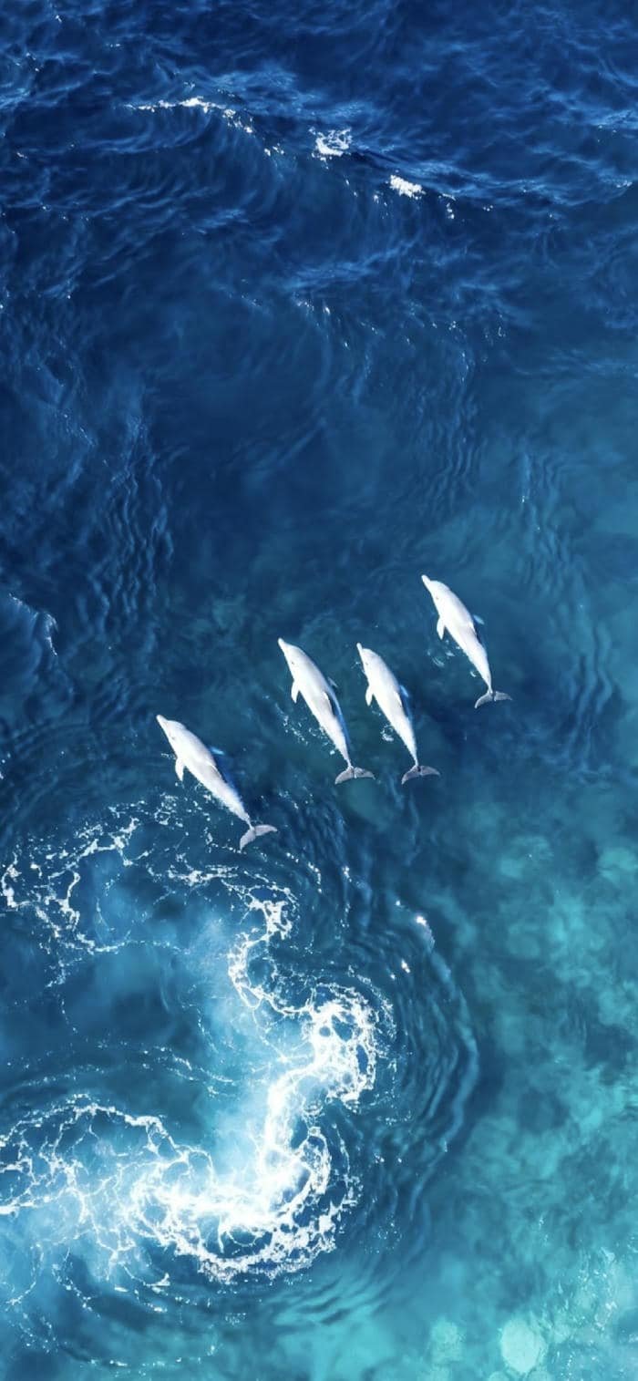 các ảnh nền biển và cá