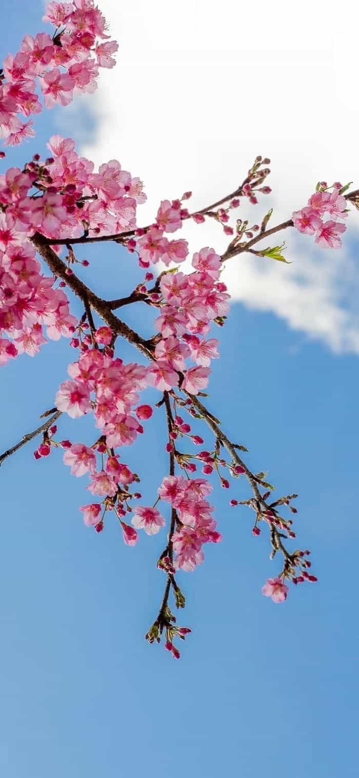 các hình nền hoa anh đào đẹp