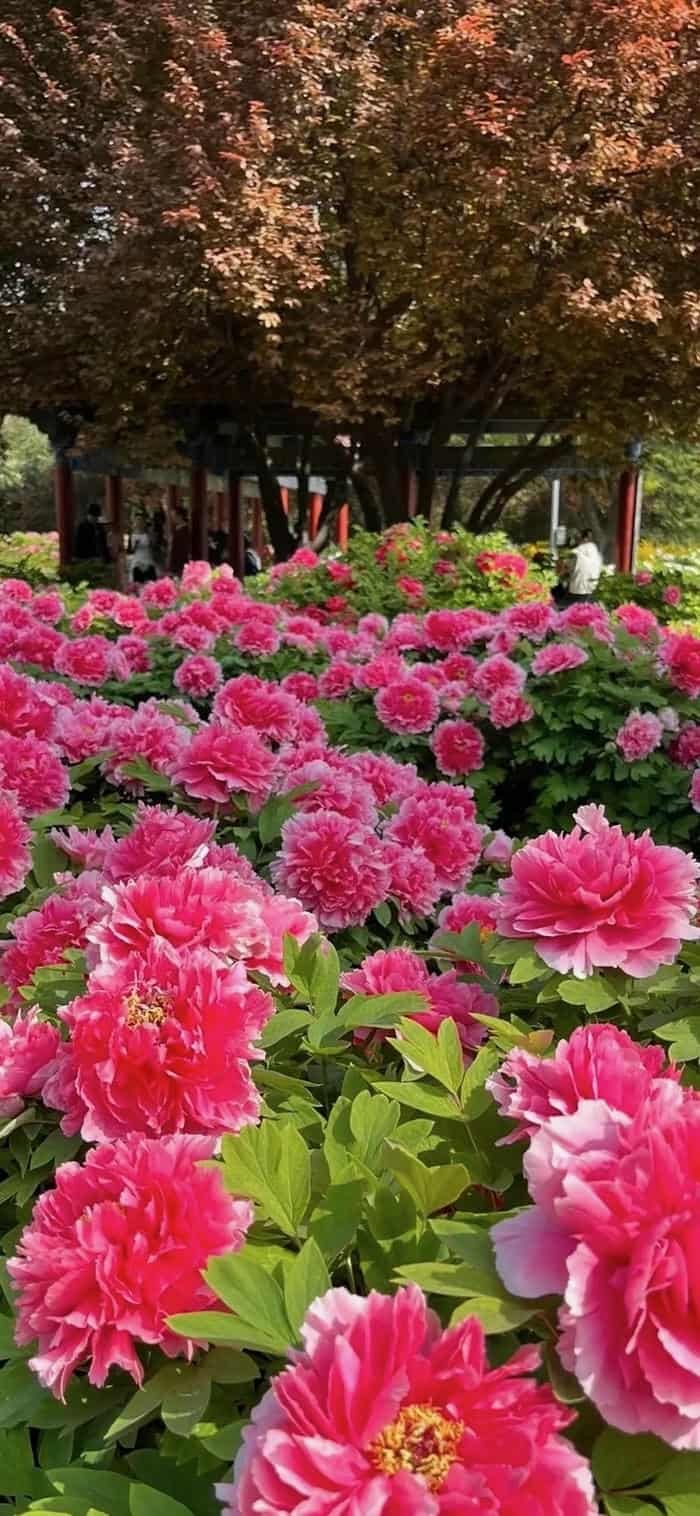 các hình nền hoa mẫu đơn nở trong vườn