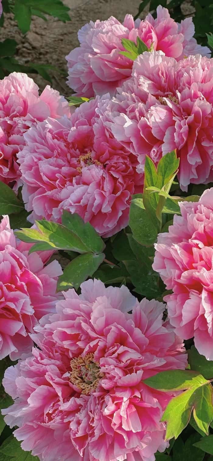 các hình nền hoa mẫu đơn rực rỡ