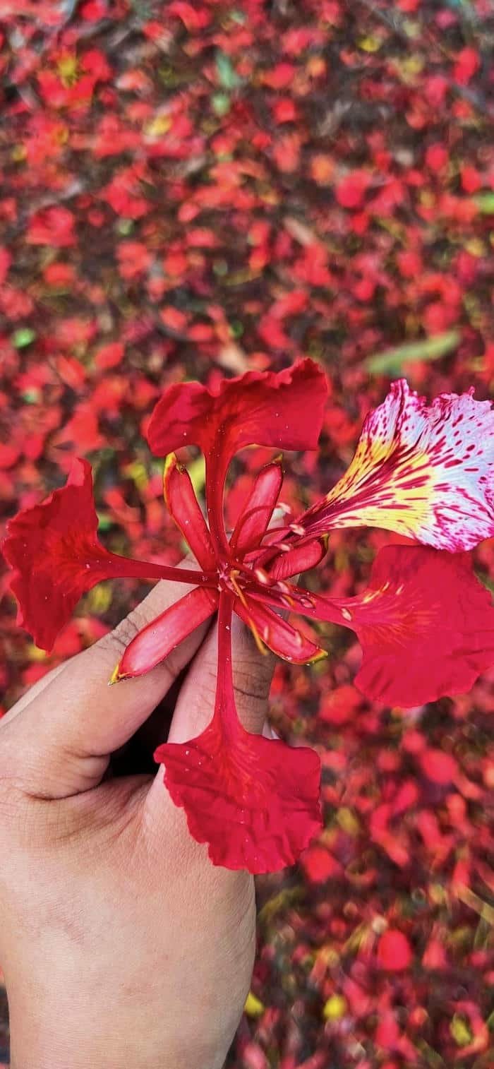 các hình nền hoa phượng nền đỏ