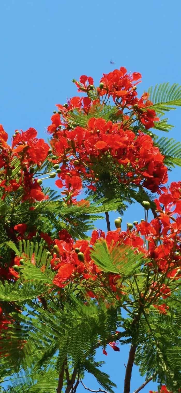 các hình nền hoa phượng nền trời xanh