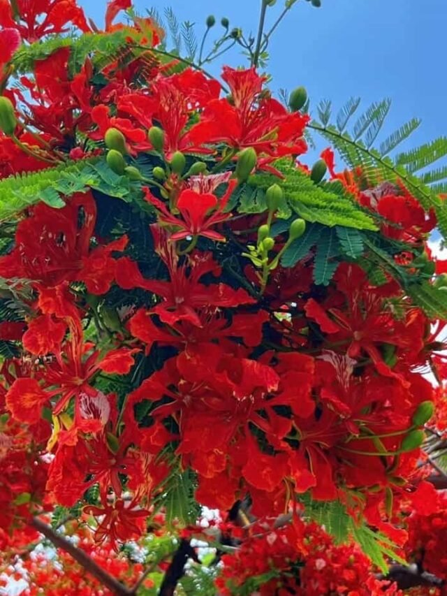 Xem nhanh 15+ hình nền hoa phượng đẹp ở sân trường