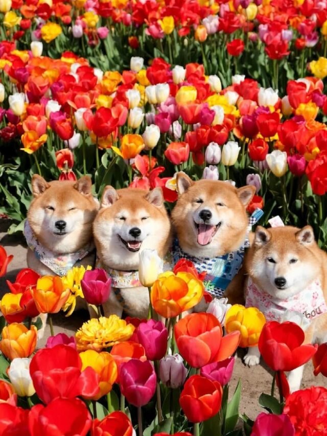 Set avatar nhóm 3 người vô tri, lầy cực ngầu cho bạn thân nam và nữ