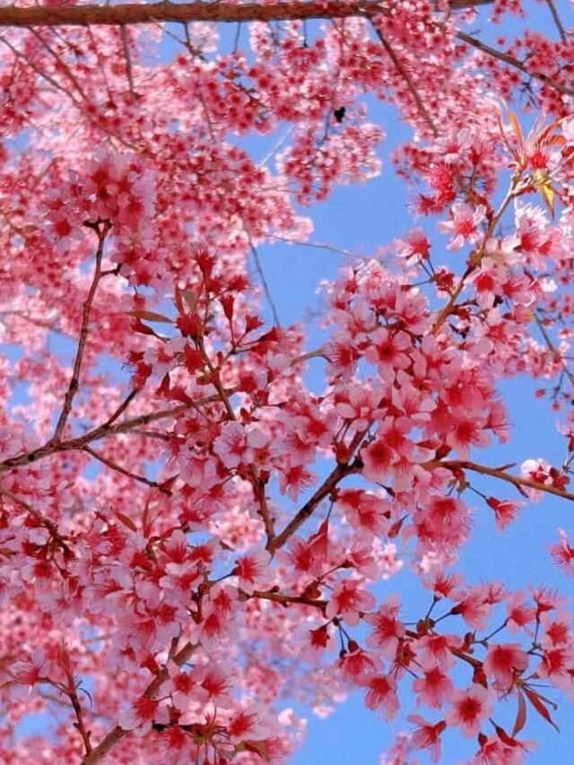 TOP 200+ Hình nền hoa anh đào Nhật Bản 4K, FULL HD