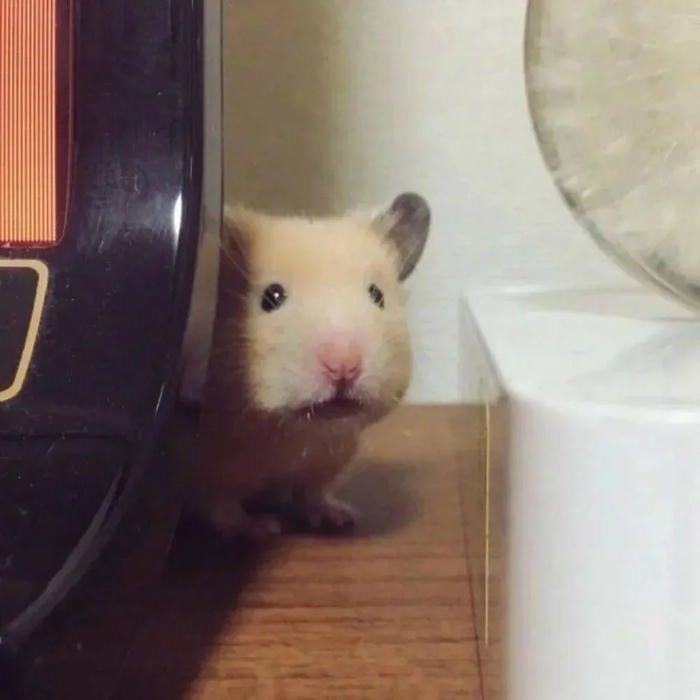 hamster meme dễ thương