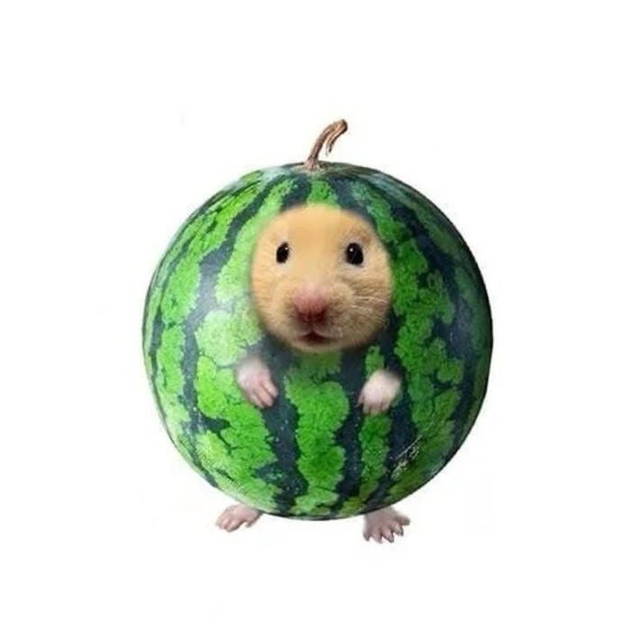 hamster meme vui tính