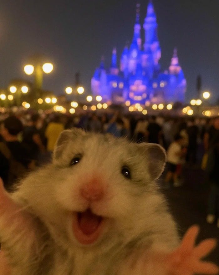 hamster meme