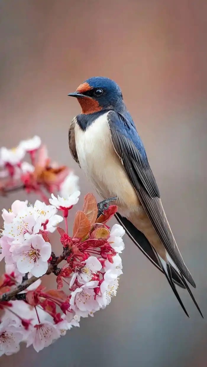 hình ảnh chim én mùa xuân tươi đẹp