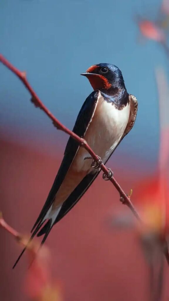 hình ảnh chim én mùa xuân và hoa đào