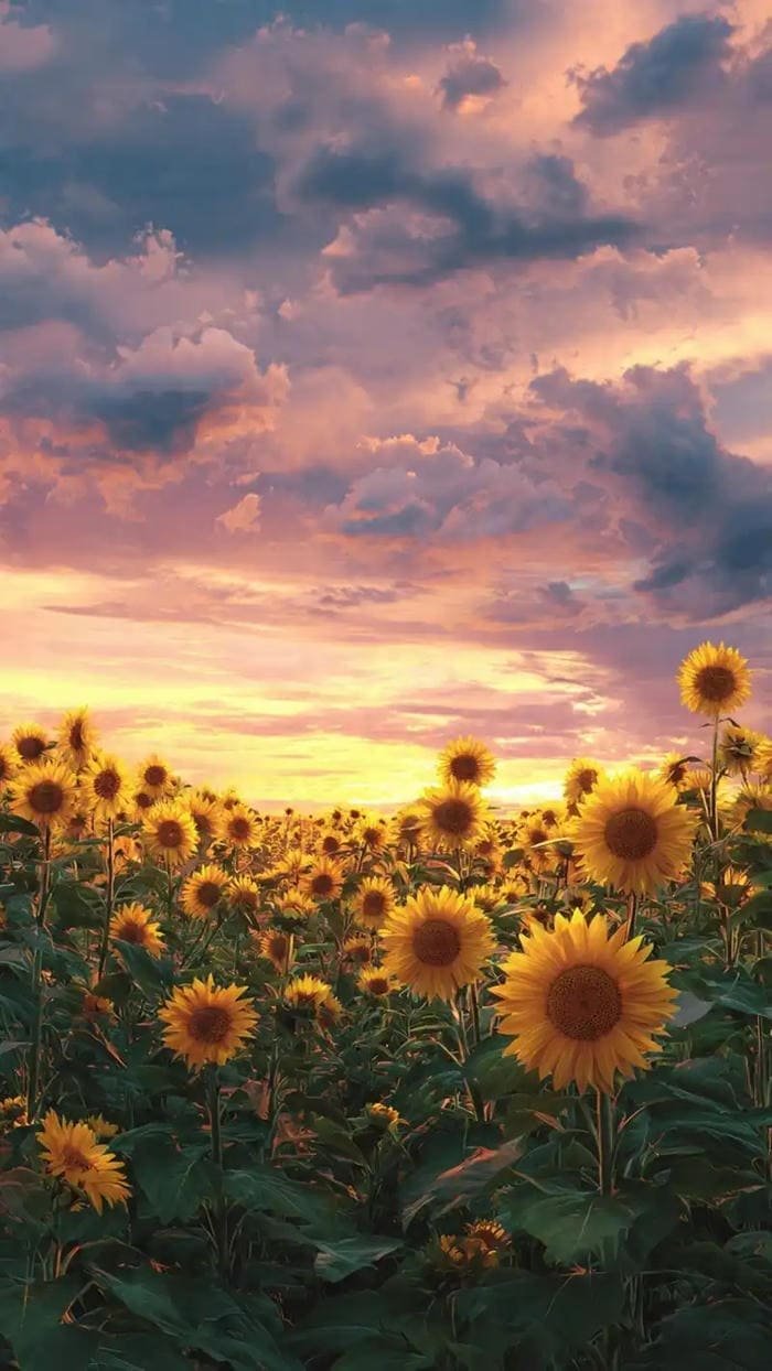 Hình ảnh hoa hướng dương đẹp và ý nghĩa