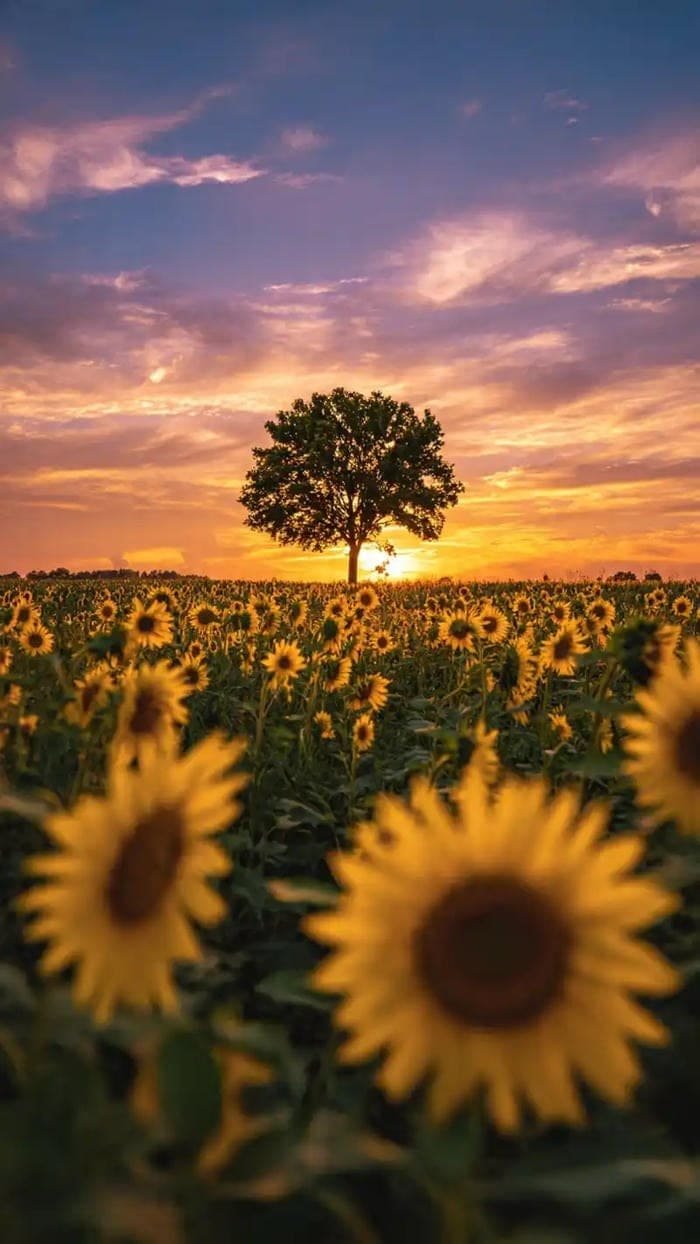hình ảnh hoa hướng dương và mặt trời thơ mộng