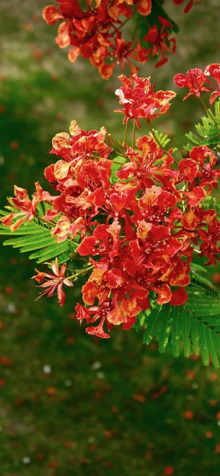 hình ảnh hoa phượng ở sân trường