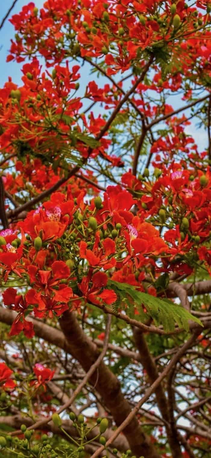 hình ảnh nền cây phượng nở hoa đỏ