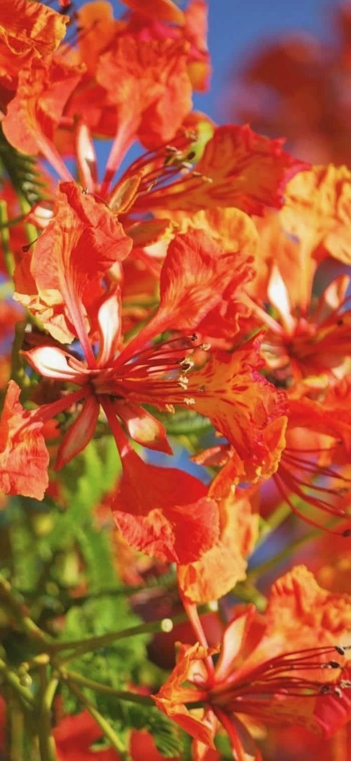 hình ảnh nền hoa phượng 4k