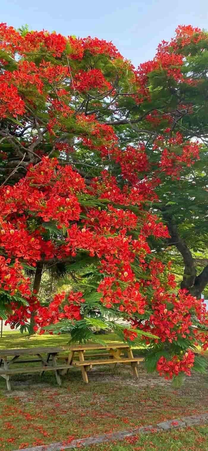 hình ảnh nền hoa phượng bên ghế đá