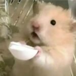 hình hamster đáng yêu