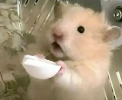 hình hamster đáng yêu