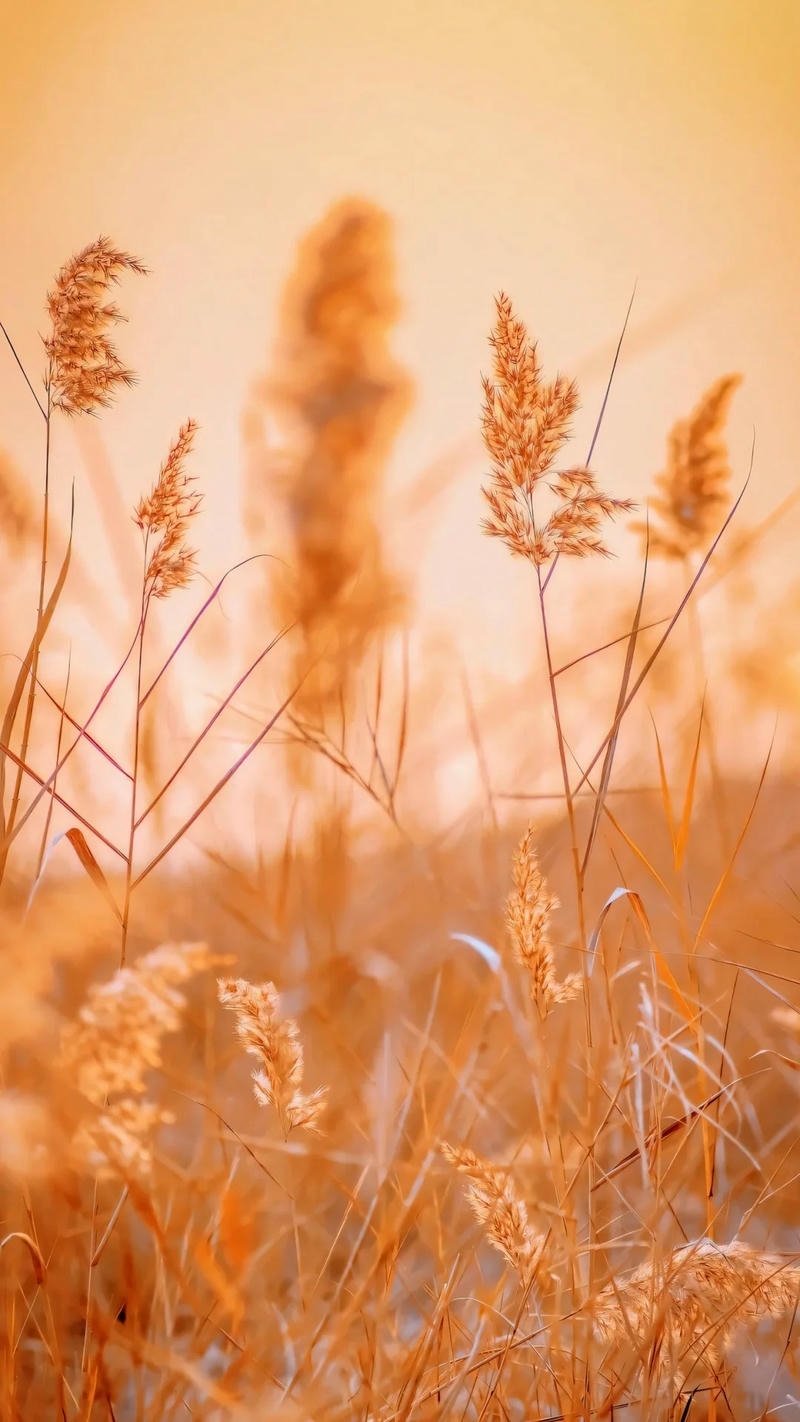 hình nền ảnh mệnh thổ màu vàng đất