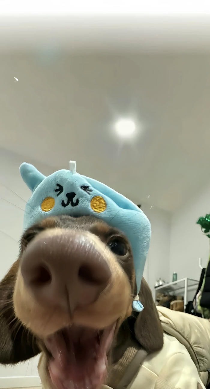 hình nền chó đội mũ